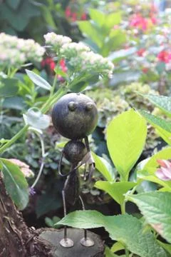 Worker ant Stock Photos