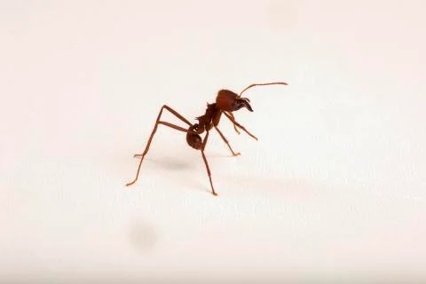 Worker ant on white background Stock Photos