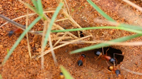Worker Ants 1 Stock Footage 36043427