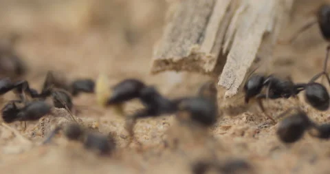 Worker ants and army ants, Messor barbarus species, Spain Stock Footage 194478800