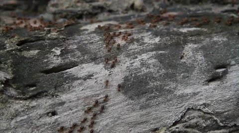 Worker ants column Stock Footage 58367553