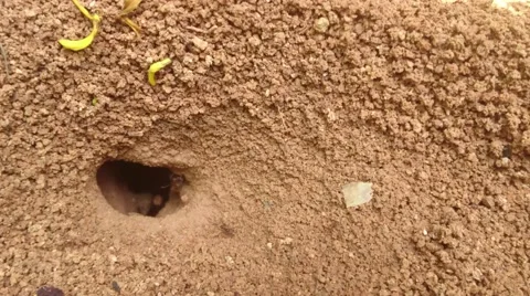 Worker Ants Digging Dirt Vídeo Stock 65298867