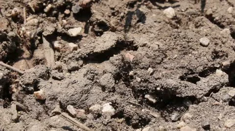 Worker ants Stock Footage 12590804