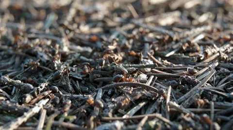 Worker ants Video stock 37833371
