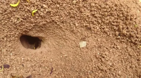 Worker Ants Foraging for Leaves Stock-Footage 65298874