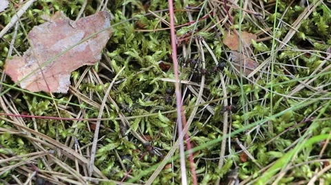 Worker ants of the genus Formica Rufa Vídeo Stock 53131408
