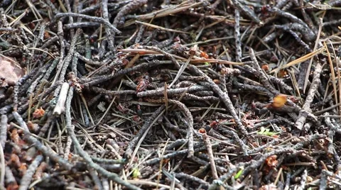 Worker ants of the genus Formica Rufa Stock Footage 53132259