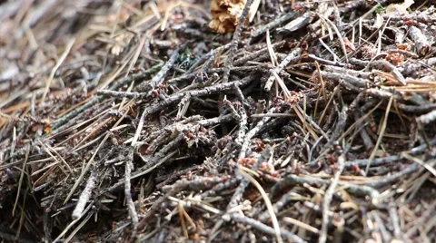 Worker ants of the genus Formica Rufa 2 Stock Footage 53133592