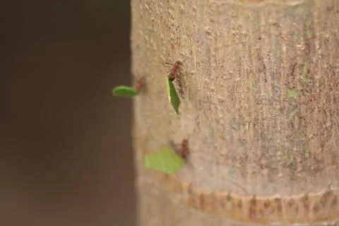 Worker Ants 写真素材