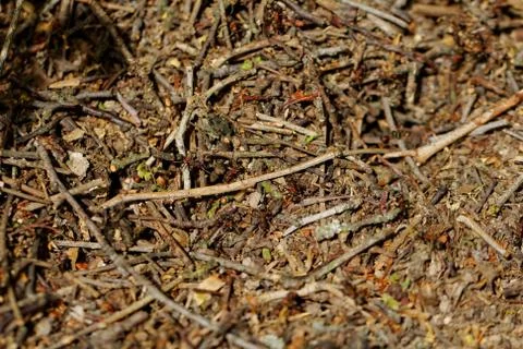 Worker ants Stock Photos