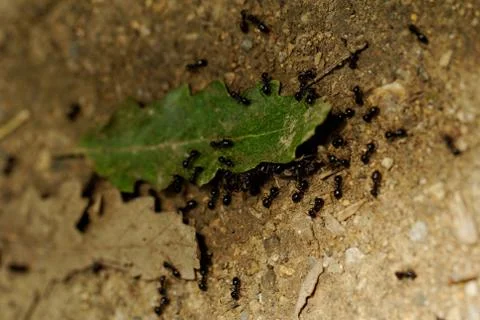Worker ants Stock Photos