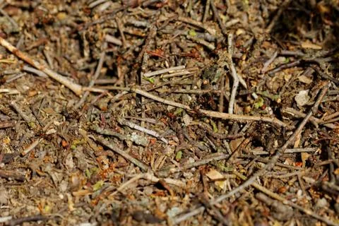 Worker ants Stock Photos