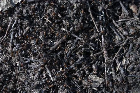 Worker ants Foto stock