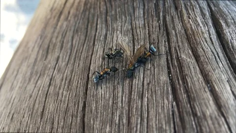 Worker Ants With Queen Ant Stock Footage 75431808
