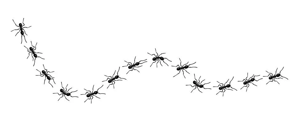 Worker ants trail line flat style design vector illustration isolated on white Stock Illustration