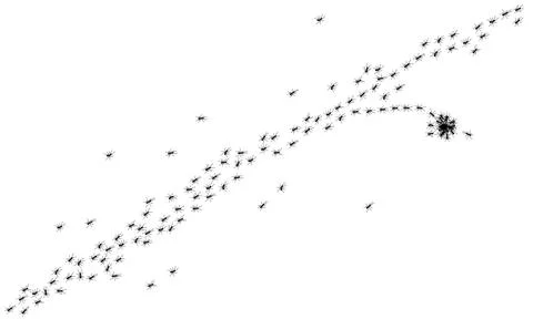 Worker ants trail line flat style design vector illustration isolated on white Stock Illustration
