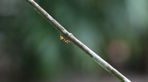Worker ants walk along a branch Stock Footage 22324853