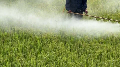 A worker applies protective liquid over ripening rice plants with a handheld spr Stock Footage 338001392