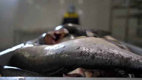 A worker approaches a box with fish for transporting  to the filleting workshop Stock Footage 204772993