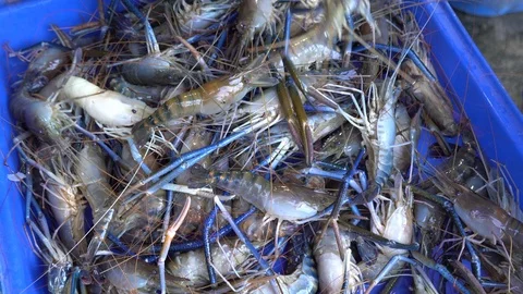 Worker are choosing shrimp size Stock Footage 97793161