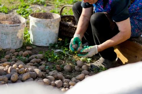 Worker are engaged in sorting freshly harvested potatoes outdoors. The farmer Stock Photos
