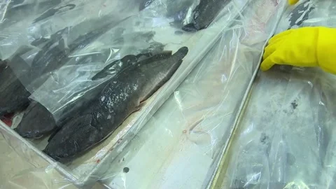 Worker Arranging Catfish on Trays in Seafood Processing Plant Stock Footage 346281871