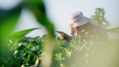 Worker asian farmer with tablet examining cornleaves plants.in green corn f.. Video stock 245421098