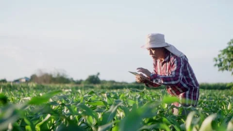 Worker asian farmer with tablet examining cornleaves plants.in green corn f.. Stock Footage 245421099