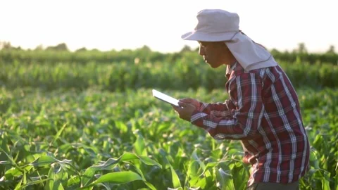 Worker asian farmer with tablet examining cornleaves plants.in green corn f.. Stock-Footage 245421102