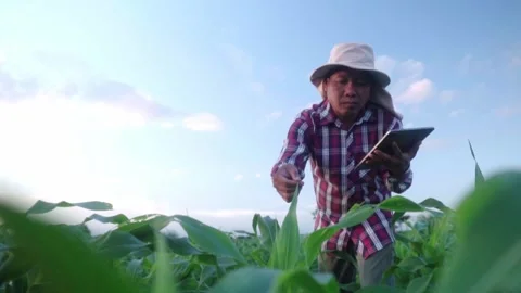 Worker asian farmer with tablet examining cornleaves plants.in green corn f.. Stock Footage 245421120