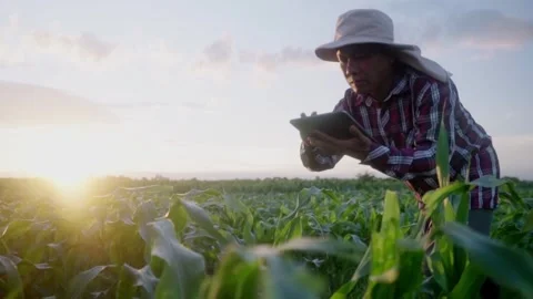 Worker asian farmer with tablet examining cornleaves plants.in green corn f.. 動画素材 245421121