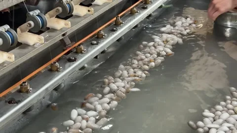 A worker attaches fine silk threads to reeling equipment as cocoons are 库存影片 329276367