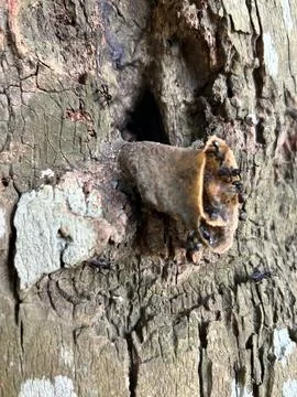 Worker Base Foto stock