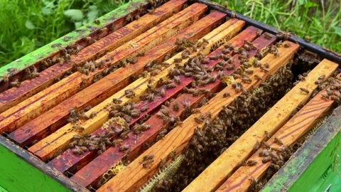 Worker bee activity across hive frames showing internal colony structure and Stock Footage 335190339