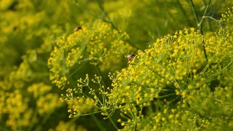 Worker Bee on Blooming Dill Plant Biodiversity Concept Stock Footage 329010565