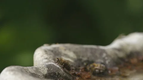 WORKER BEE CLEANING ITSELF BEFORE F=FLYING OFF, SUPER SLO-MO, 2K. Stock Footage 131371415