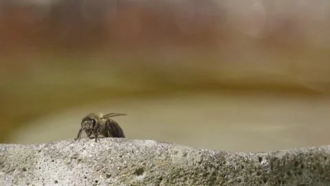 WORKER BEE CLEANING BEFORE TAKE-OFF. SUPER SLO-MO. 2K. Stock Footage 131366363