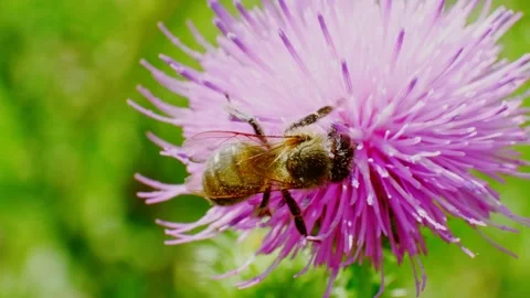A worker bee collects nectar from a flowering thistle in a green meadow Stock Footage 255647941