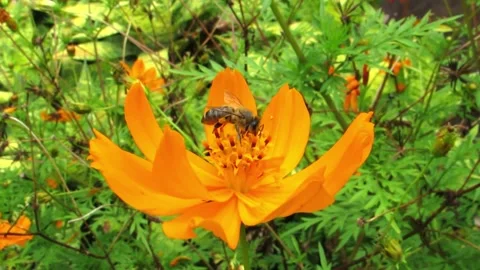 Worker bee collects pollen on flower bud in garden Stock Footage 165523580