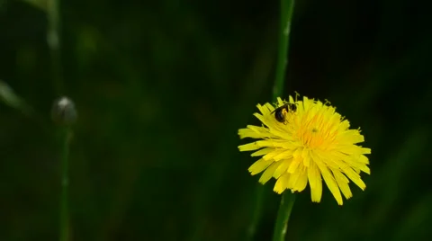 Worker bee collects pollen on yellow dandelion flower in summer Video stock 55224562