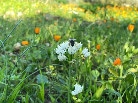 Worker Bee Embracing Flower Stock Photos