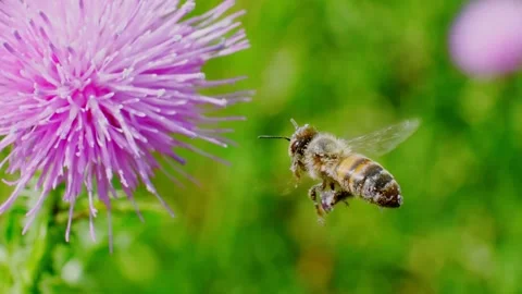 Worker bee flies around a blooming thistle and collects nectar in a green meadow Stock Footage 255647692