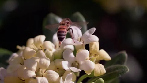 Worker bee flies off from flower bud from Myoporum tree in slow motion 스톡 동영상 152930531
