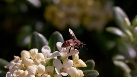 Worker bee flies off flower bud from Myoporum laetum tree to right Stock Footage 152930605