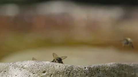 WORKER BEE FLIES INTO SHOT OVER WATER DRINKING STATION IN SUPER SLOW MOTION, 2K. Stock Footage 131367303