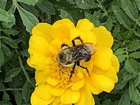 Worker bee on flower Foto stock