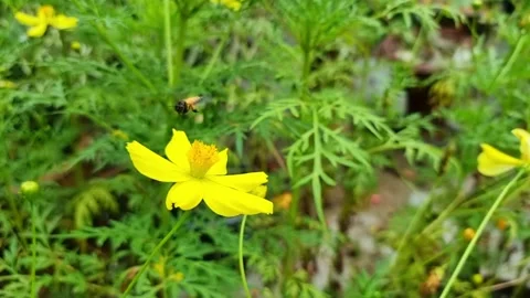 A worker bee is flying and landing on a fully bloomed beautiful yellow cosm.. Stock Footage 300075145