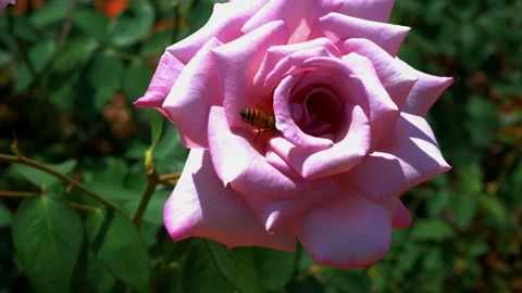 Worker bee flying around a pink rose and taking nectar inside the flower. Stock Footage 292457200