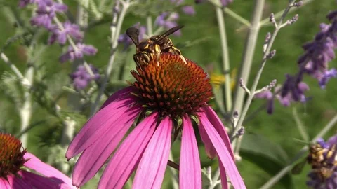 Worker bee gathering pollen in the flowers Stock Footage 91586439
