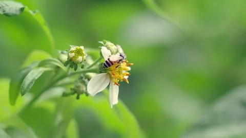 Worker Bee Gathering Pollen From Tropical Daisy Flower 動画素材 335866131